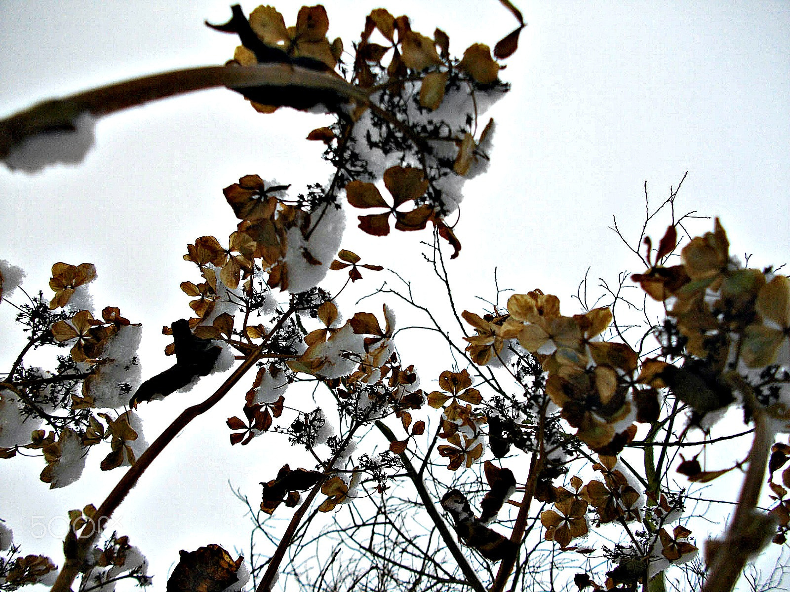 Pentax Optio E60 sample photo. Dots of snow iv photography
