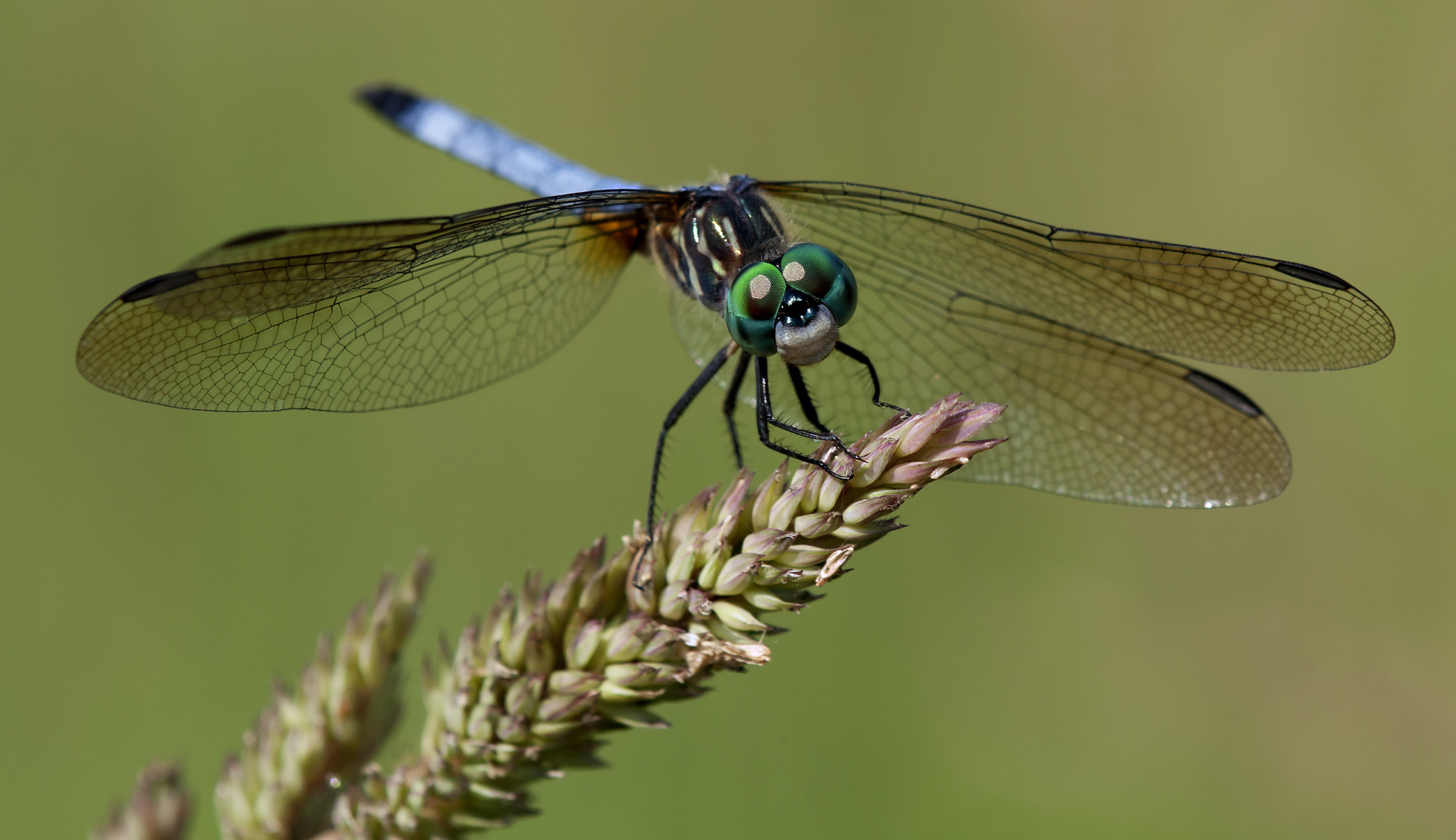 Tamron SP AF 180mm F3.5 Di LD (IF) Macro sample photo. Dasher 8789 photography