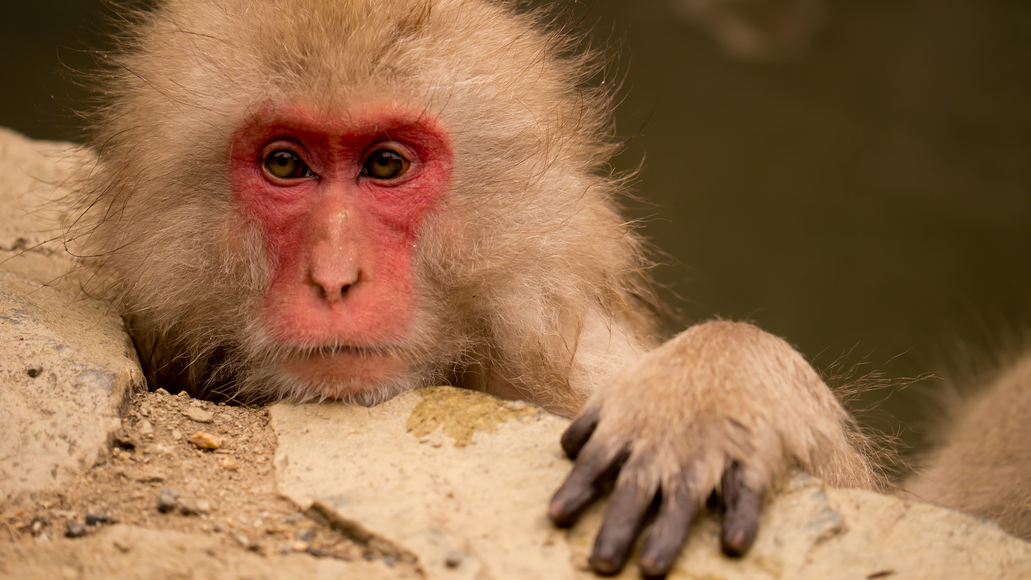 Panasonic Lumix DMC-GX1 sample photo. Monkey photography