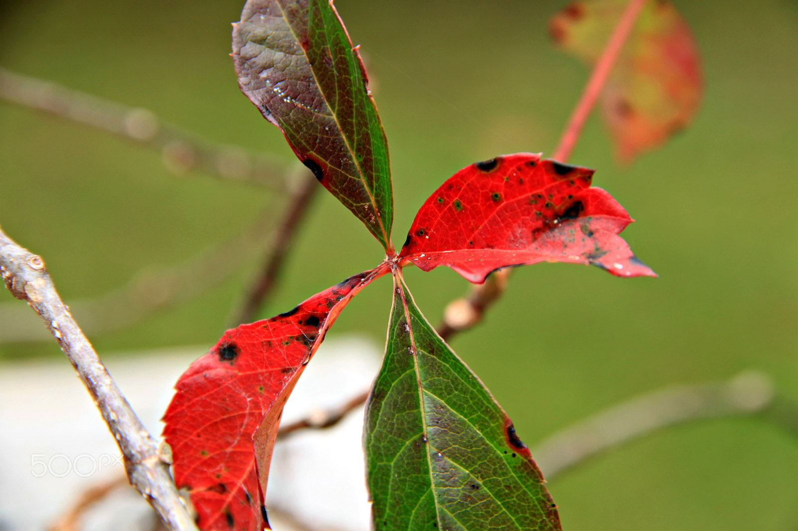 Canon EOS 500D (EOS Rebel T1i / EOS Kiss X3) sample photo. Turning point photography