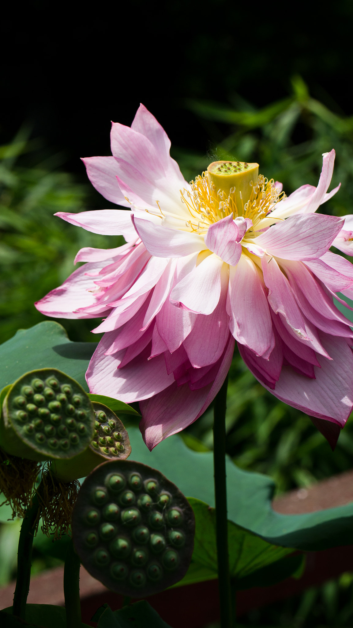 Panasonic Lumix DMC-GX1 sample photo. Lotus photography