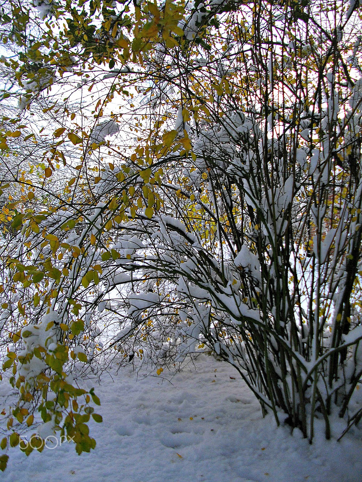 Pentax Optio E60 sample photo. Winter pattern iv photography