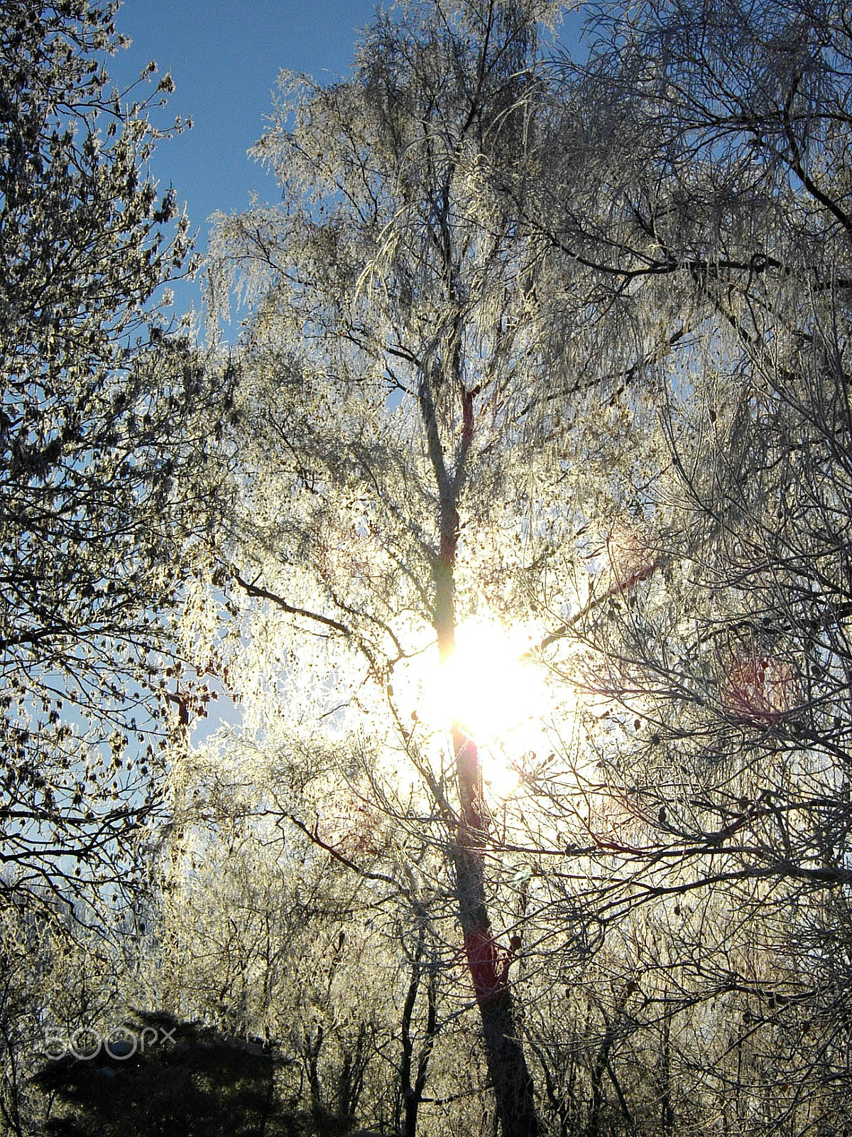 Pentax Optio E60 sample photo. Winter pattern photography