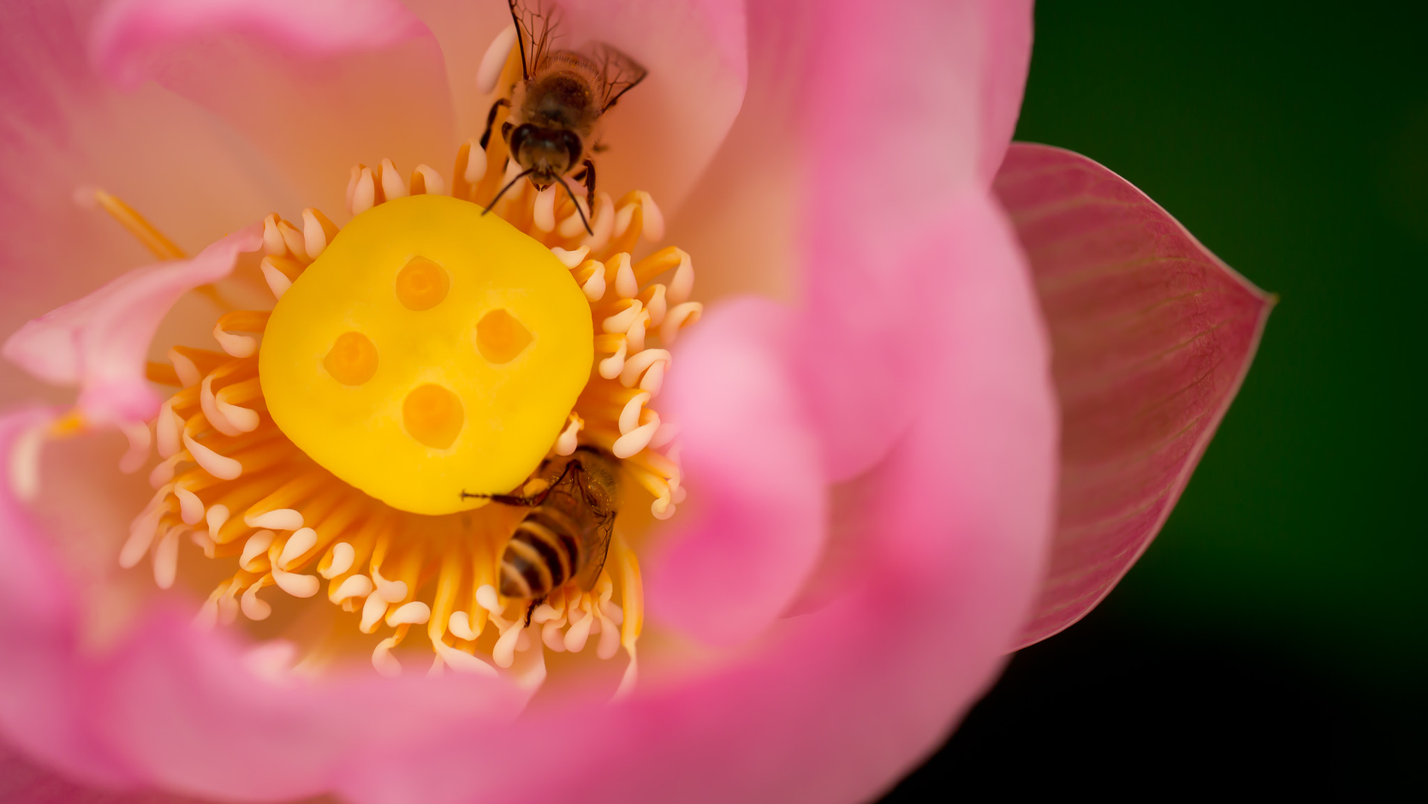 Panasonic Leica DG Macro-Elmarit 45mm F2.8 ASPH OIS sample photo. Lotus photography