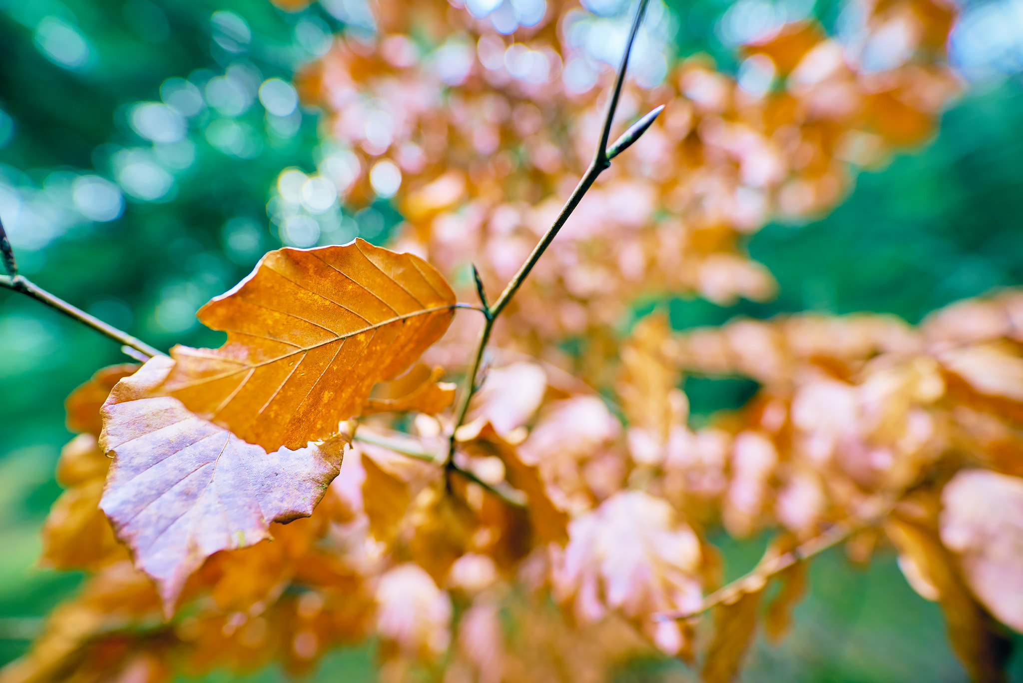 20mm F1.4 sample photo. A little look photography
