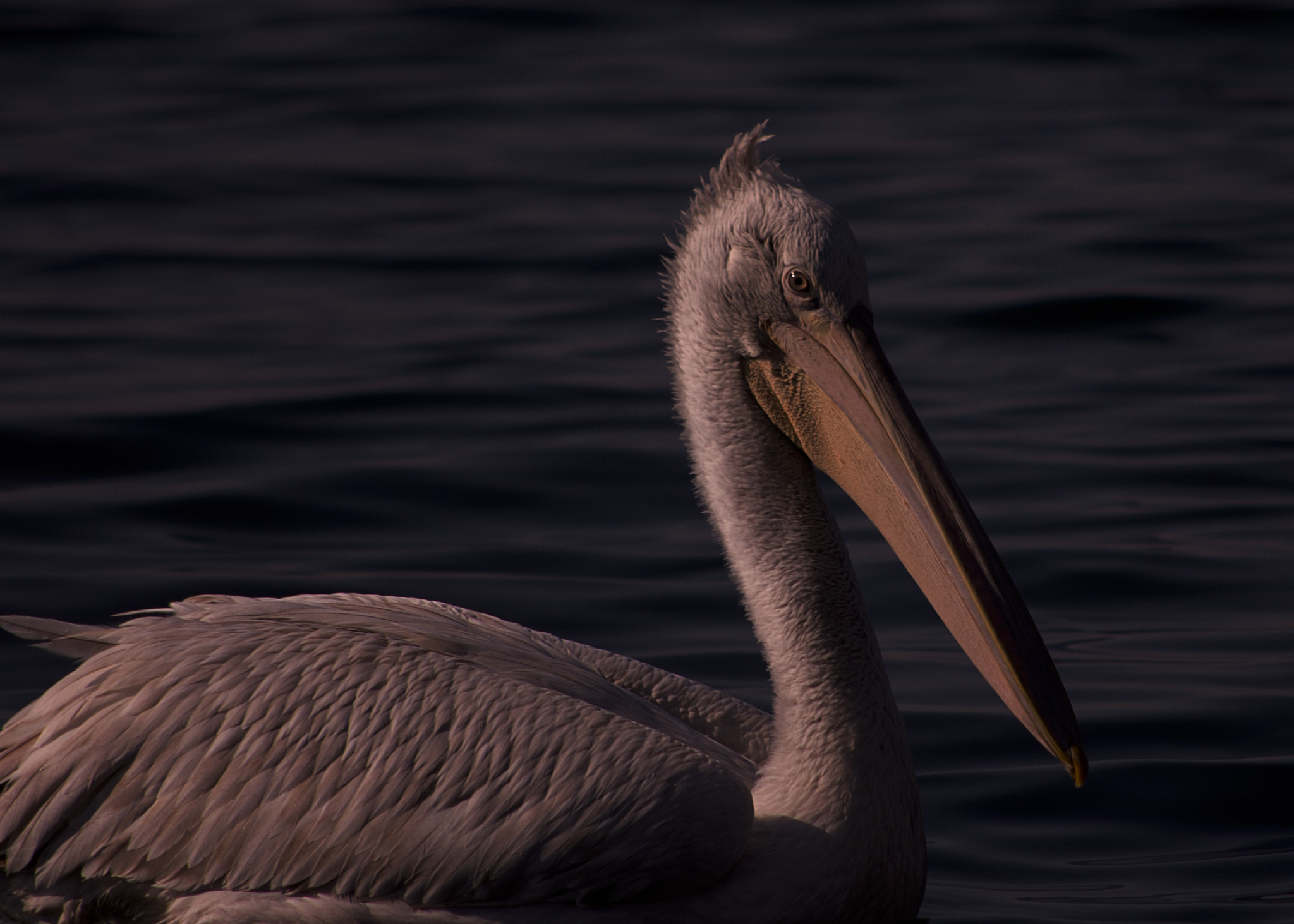 smc PENTAX-DA L 55-300mm F4-5.8 ED sample photo. Egean pelikan photography