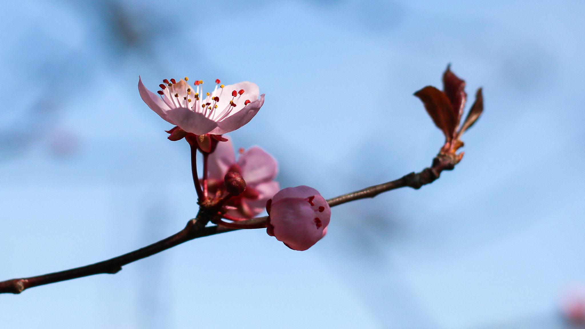 Canon EOS 760D (EOS Rebel T6s / EOS 8000D) + Canon EF 50mm F1.8 II sample photo. Se faire dorer les pistils au soleil! basking in the sun pistils! photography