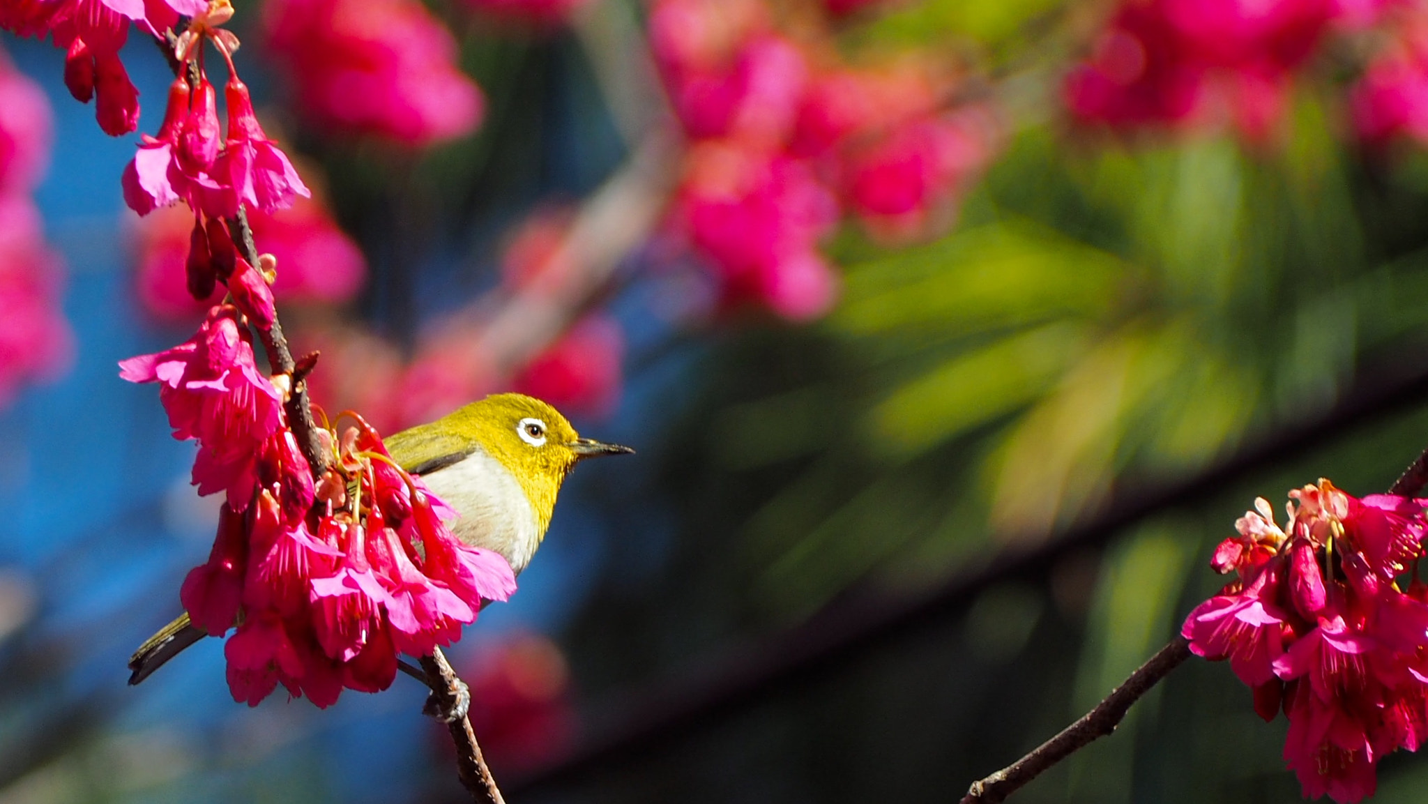 Olympus PEN E-PL7 sample photo. Japanese white-eye photography