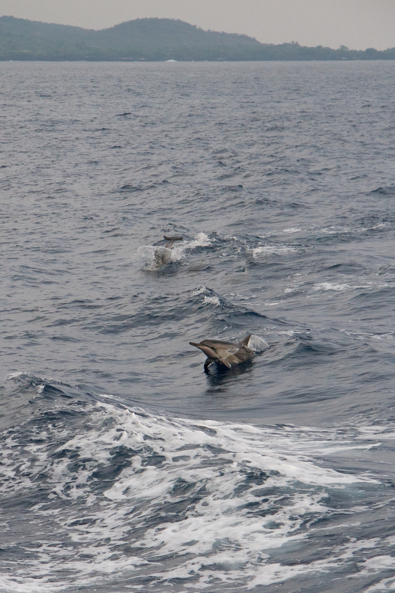 Canon EF-S 17-85mm F4-5.6 IS USM sample photo. Dolphin - hawaii 2012 photography