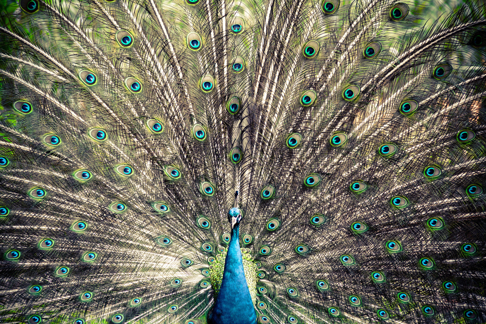 Nikon D5200 + Nikon AF Nikkor 180mm F2.8D ED-IF sample photo. Peacock photography