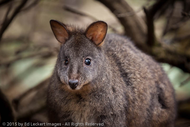 Canon EF 100-400mm F4.5-5.6L IS II USM sample photo. Curious tasmanian pademelon, the nut state reserve, tasmania, australia photography