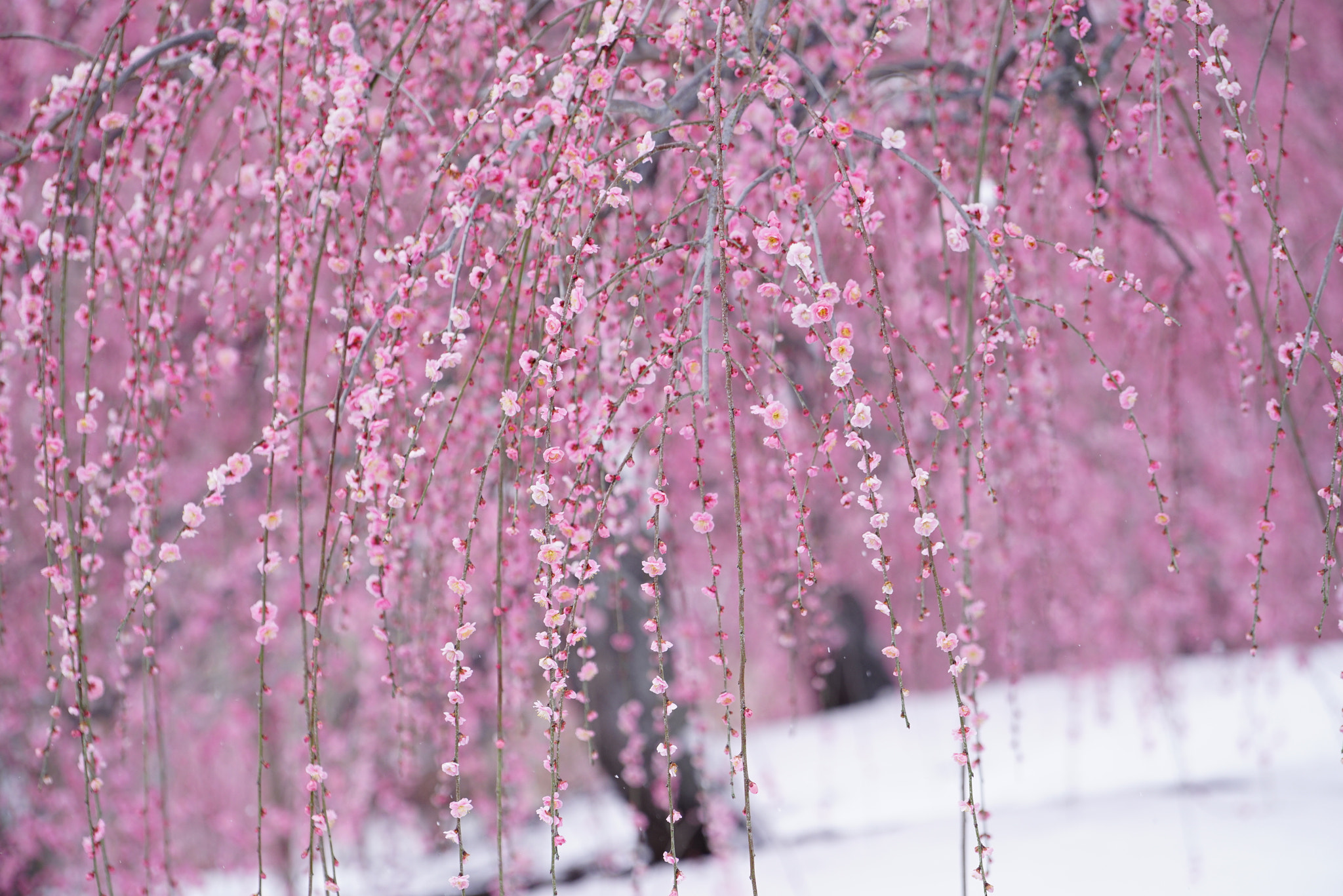 Sony a7R + Sony FE 70-200mm F4 G OSS sample photo. Snowfall on plum blossoms photography