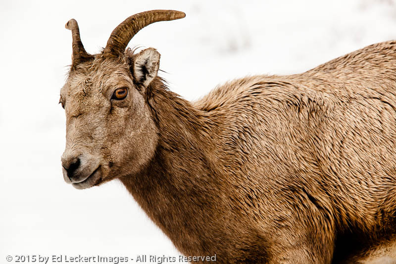Canon EF 600mm F4L IS II USM sample photo. Hi there!, yellowstone national park, wyoming photography