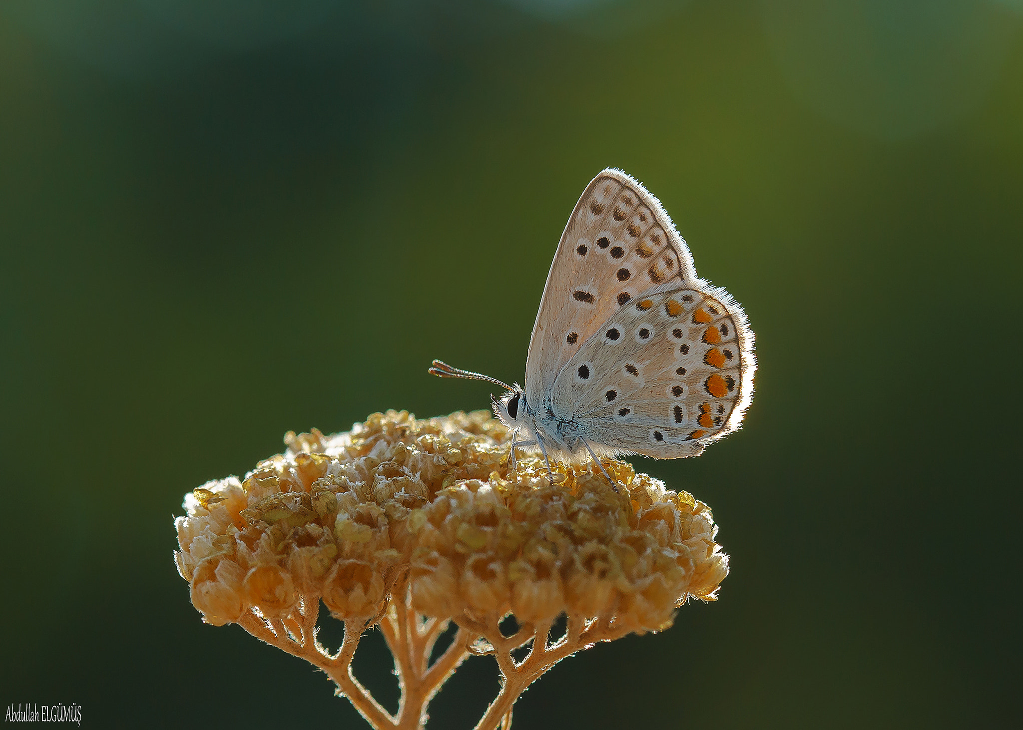 Canon EF 100mm F2.8 Macro USM sample photo. Çokgözlü mavi / polyommatus icarus photography