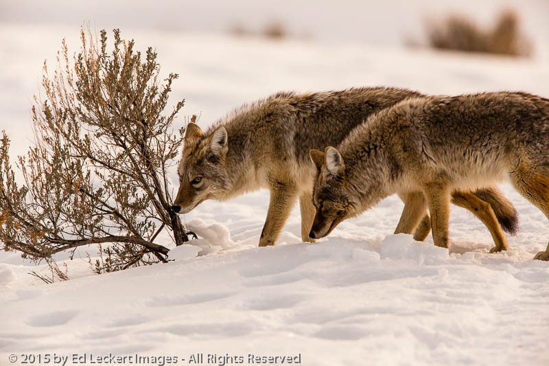 Canon EF 600mm F4L IS II USM sample photo. Just sniffing around, yellowstone national park, wyoming photography