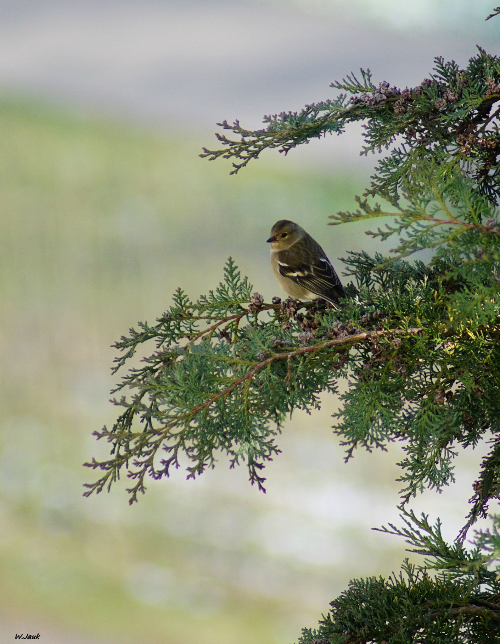 Sony 75-300mm F4.5-5.6 sample photo. Greenfinch photography