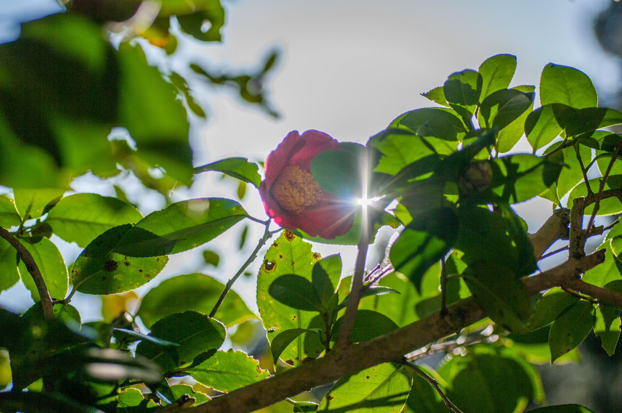 Pentax K20D + Sigma sample photo. Catch the sunlight photography