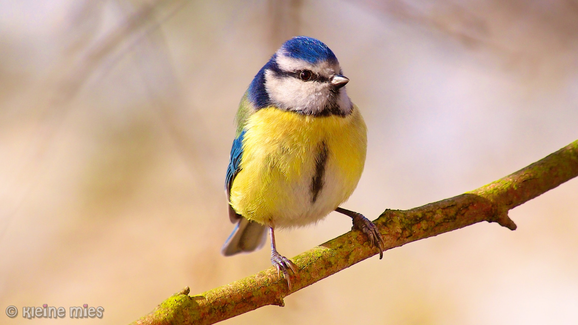 Olympus OM-D E-M5 sample photo. Sunny blue tit photography