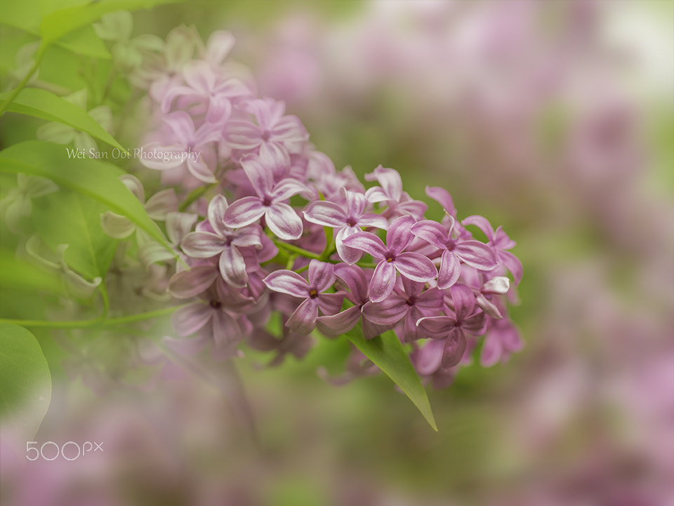 Panasonic Leica DG Macro-Elmarit 45mm F2.8 ASPH OIS sample photo. Lilac 09 photography