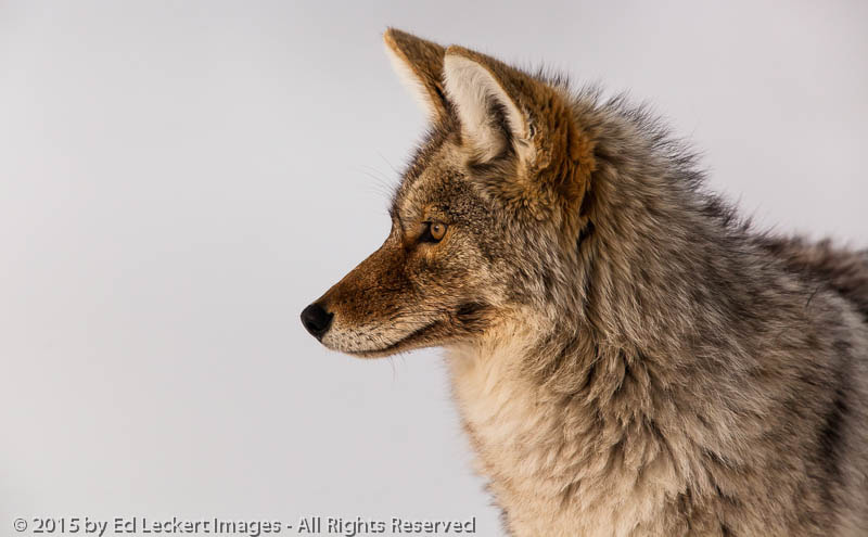 Canon EF 600mm F4L IS II USM sample photo. What's that?, yellowstone national park, wyoming photography
