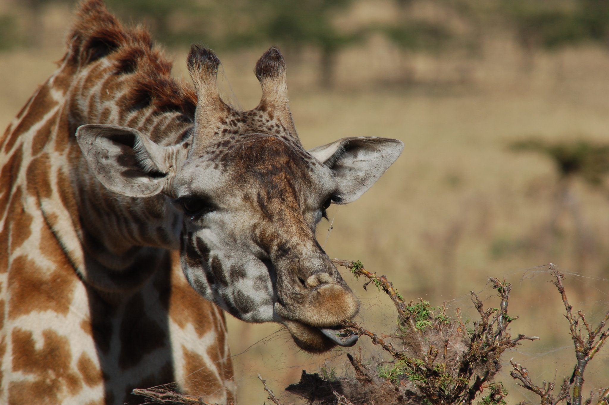 Nikon D50 + AF Nikkor 300mm f/4 IF-ED sample photo. Giraffe photography