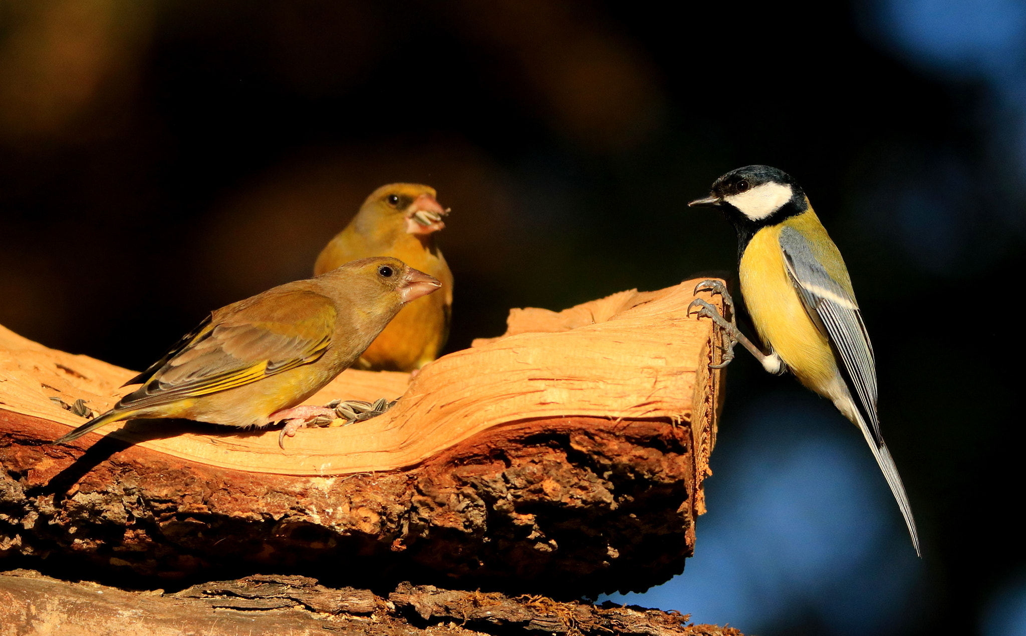 Tamron SP 150-600mm F5-6.3 Di VC USD sample photo. Trio feeding photography