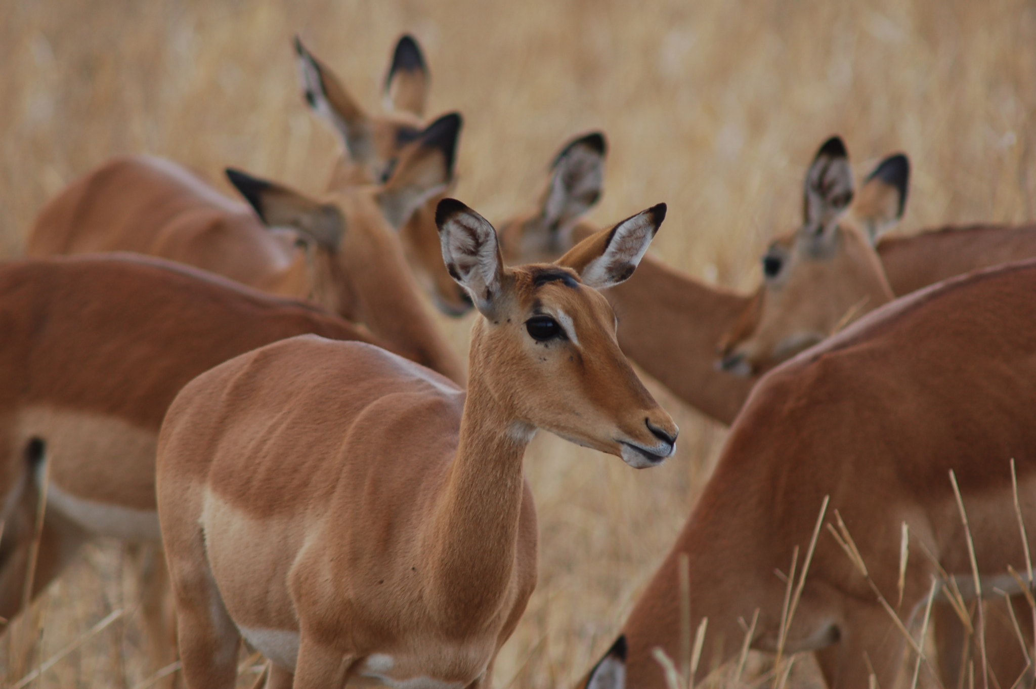 Nikon D50 + AF Nikkor 300mm f/4 IF-ED sample photo. Impala photography