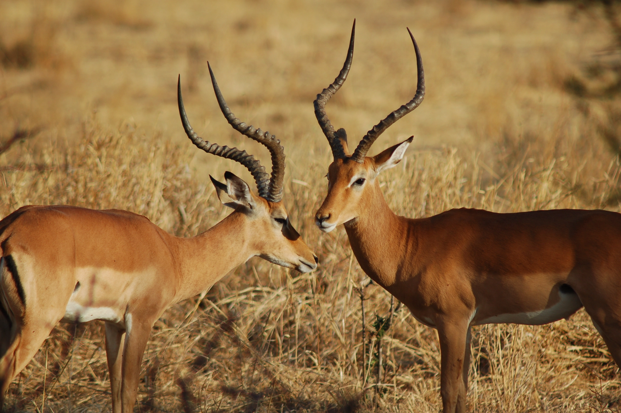 Nikon D50 + AF Nikkor 300mm f/4 IF-ED sample photo. Impala photography