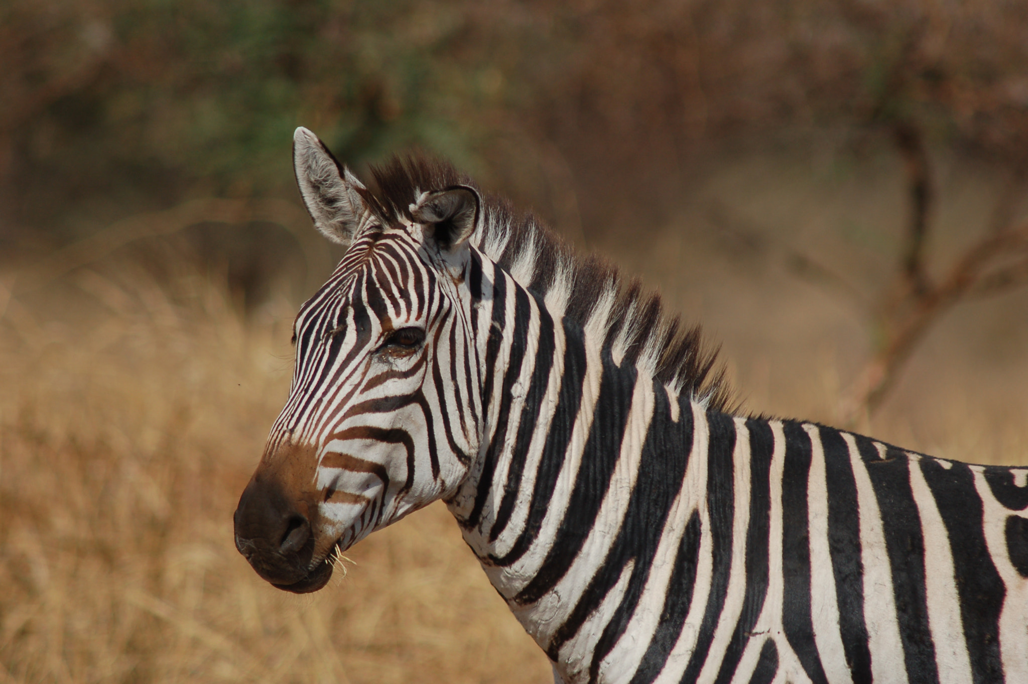 Nikon D50 + AF Nikkor 300mm f/4 IF-ED sample photo. Zebra photography