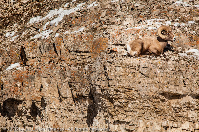 Canon EF 600mm F4L IS II USM sample photo. Hiding in plain sight, yellowstone national park, wyoming photography