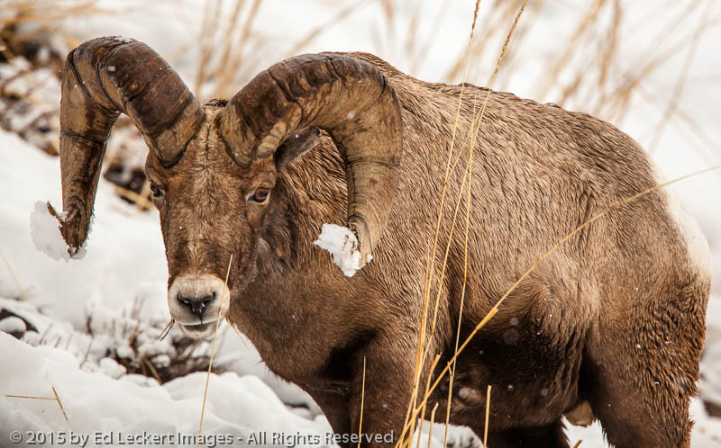 Canon EF 600mm F4L IS II USM sample photo. I have snow stuck on my what?, yellowstone national park, wyoming photography