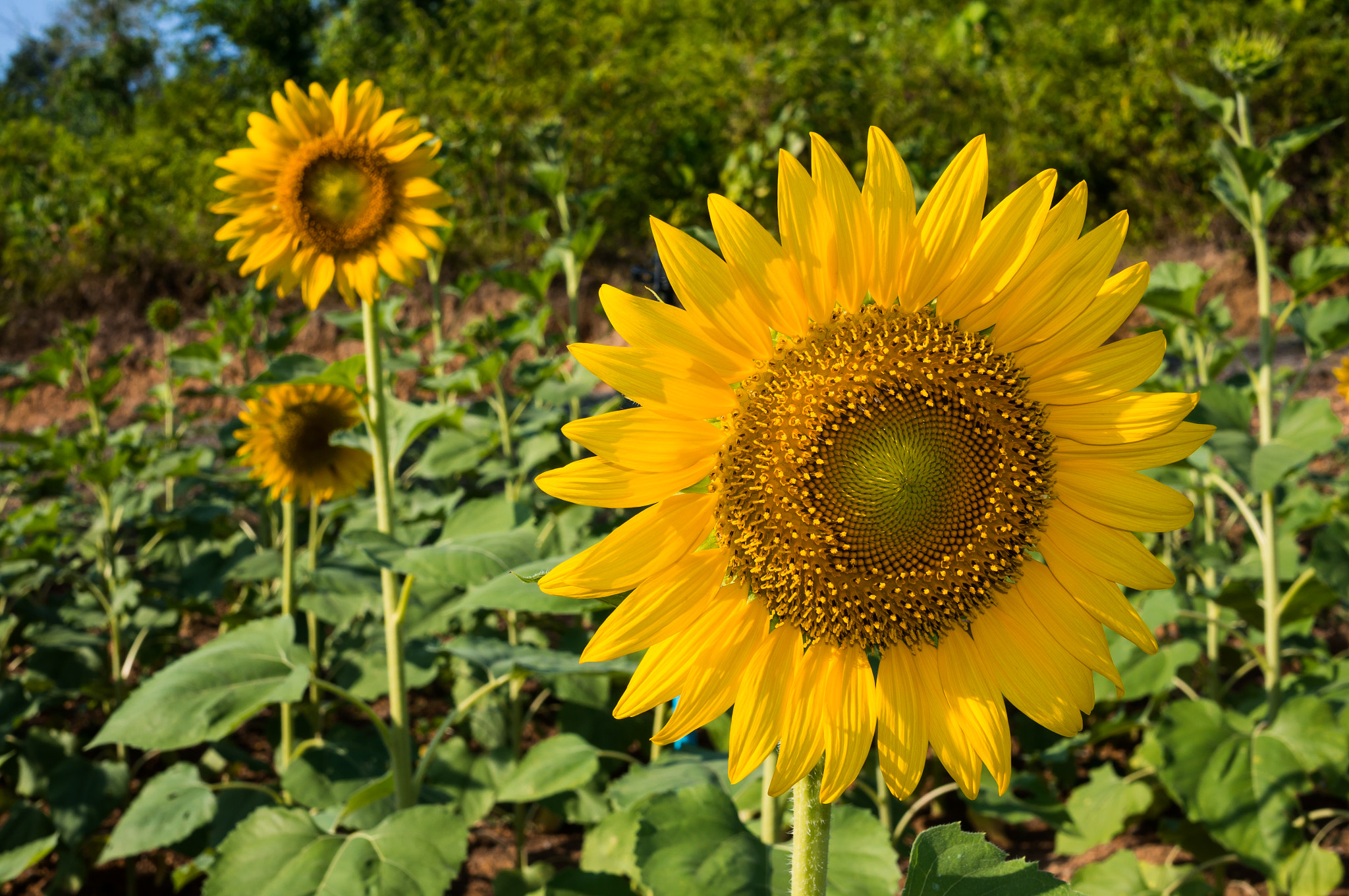 Sony Alpha NEX-5T + Sigma 30mm F2.8 EX DN sample photo. Sunflower photography