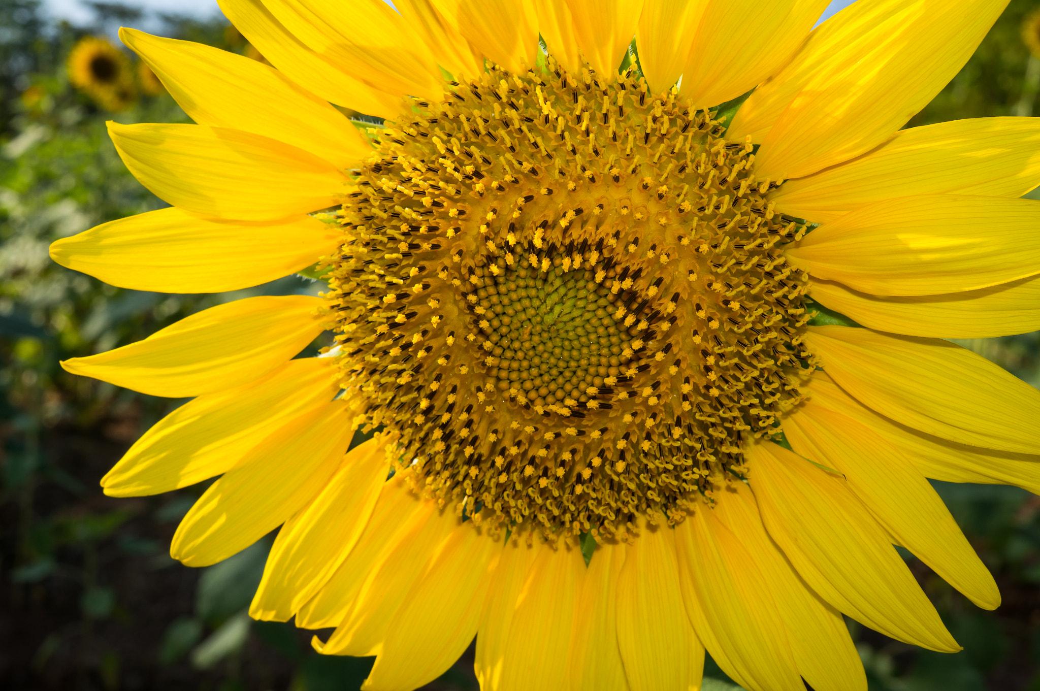 Sony Alpha NEX-5T + Sigma 30mm F2.8 EX DN sample photo. Sunflower photography