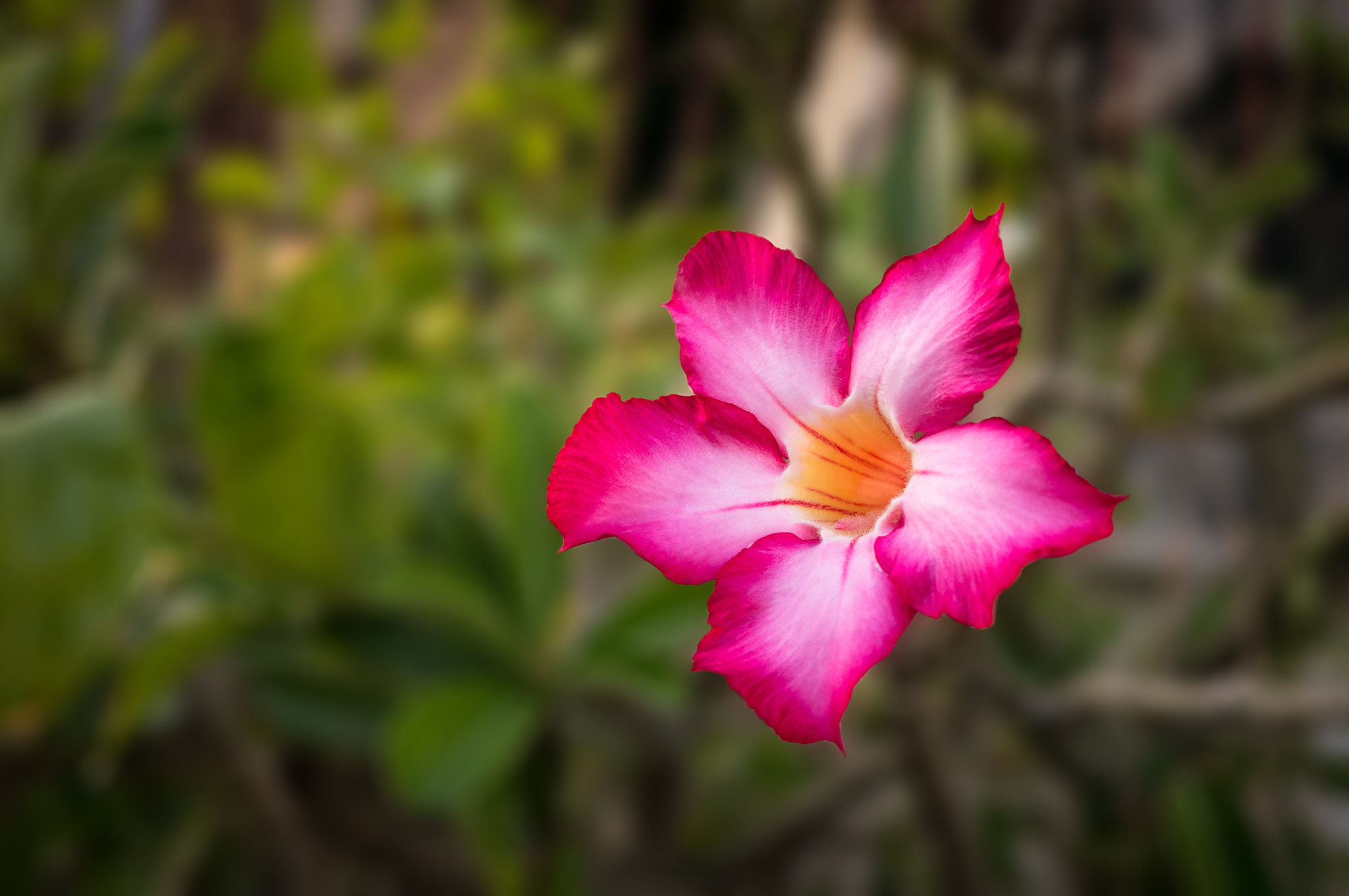 Sony Alpha NEX-5T + Sigma 30mm F2.8 EX DN sample photo. Adenium obesum photography