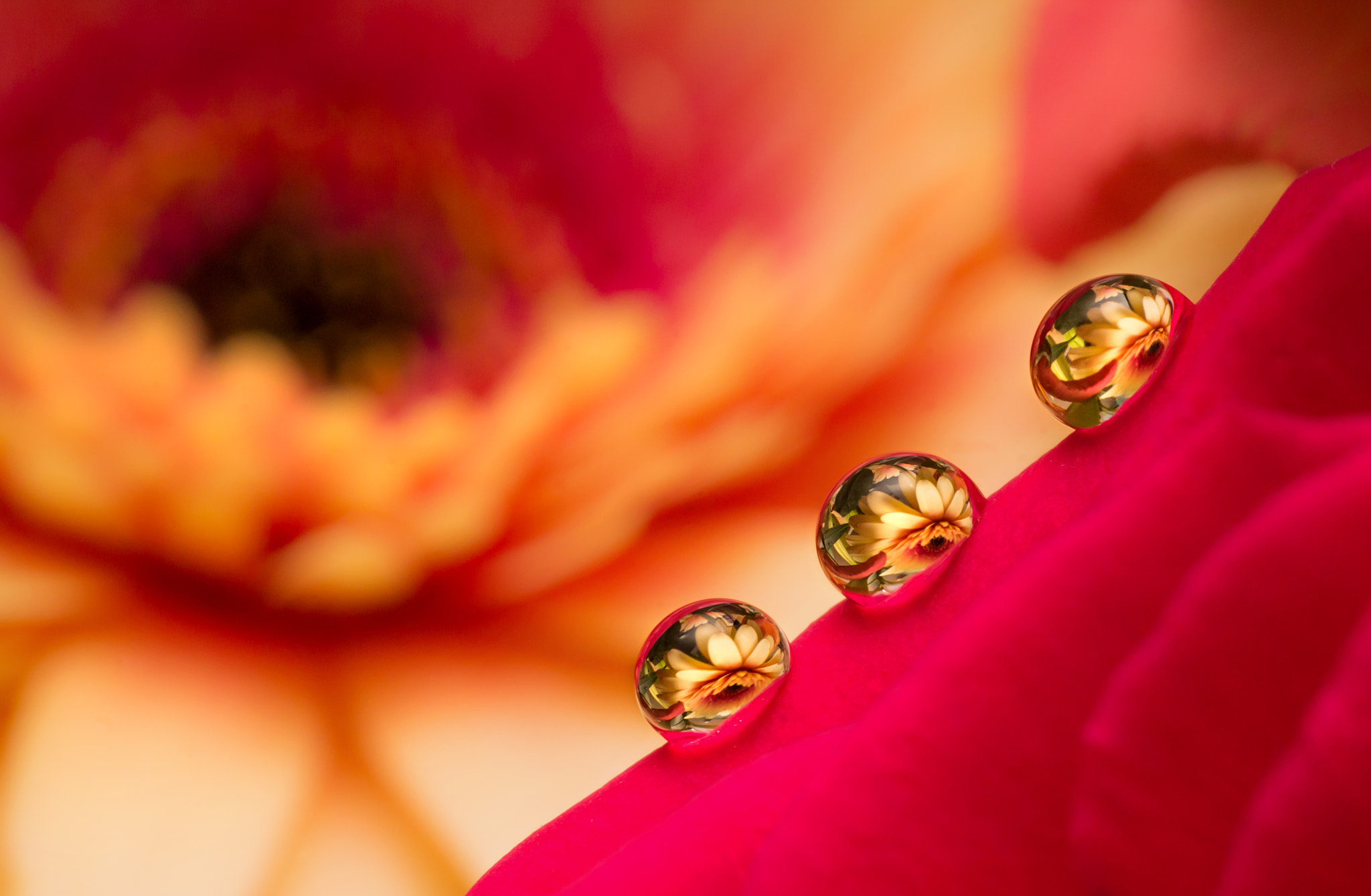 Tamron SP AF 90mm F2.8 Di Macro sample photo. I love it when he buys me flowers! photography