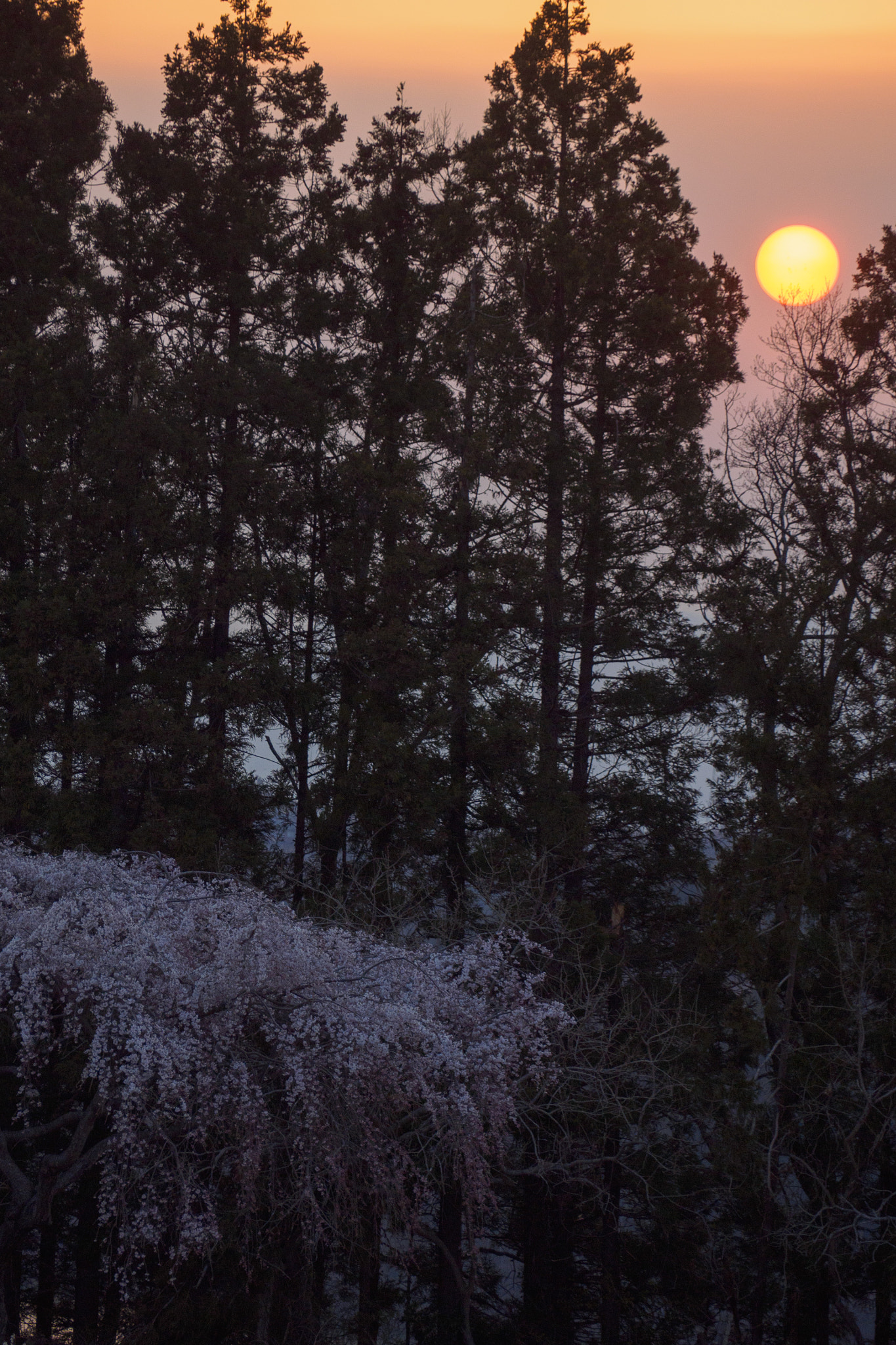Olympus Zuiko Digital ED 40-150mm F4.0-5.6 sample photo. Spring sunset photography