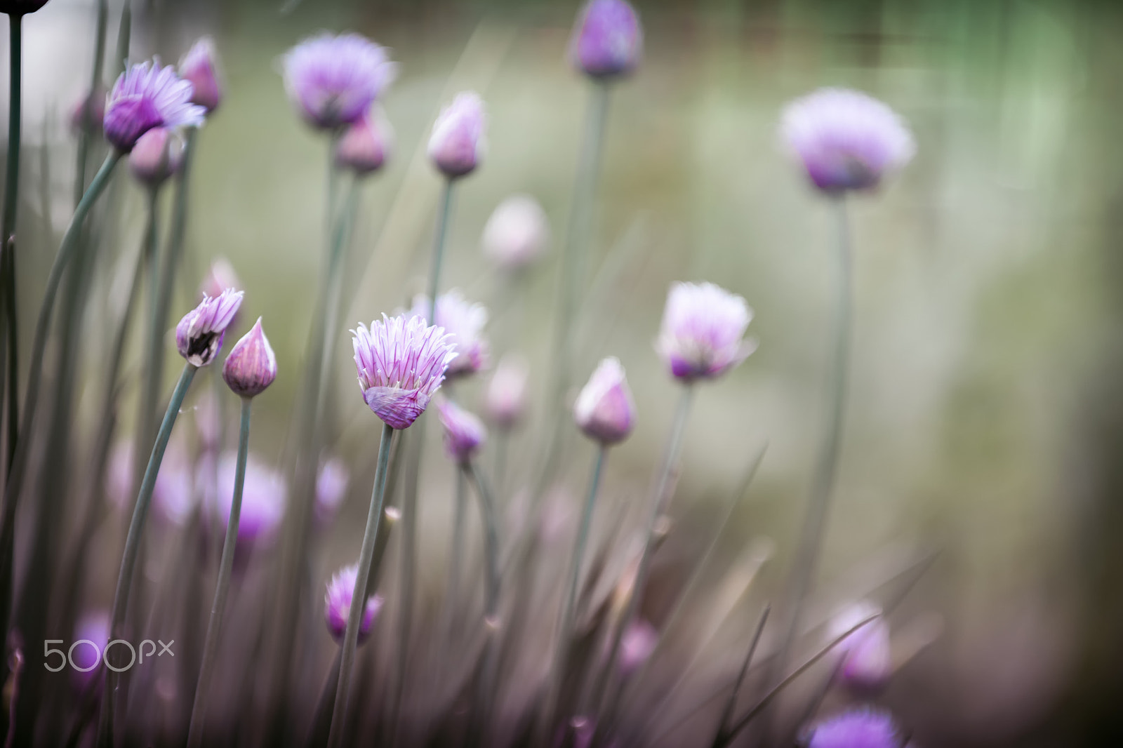 Nikon D3X sample photo. Flowering chives photography