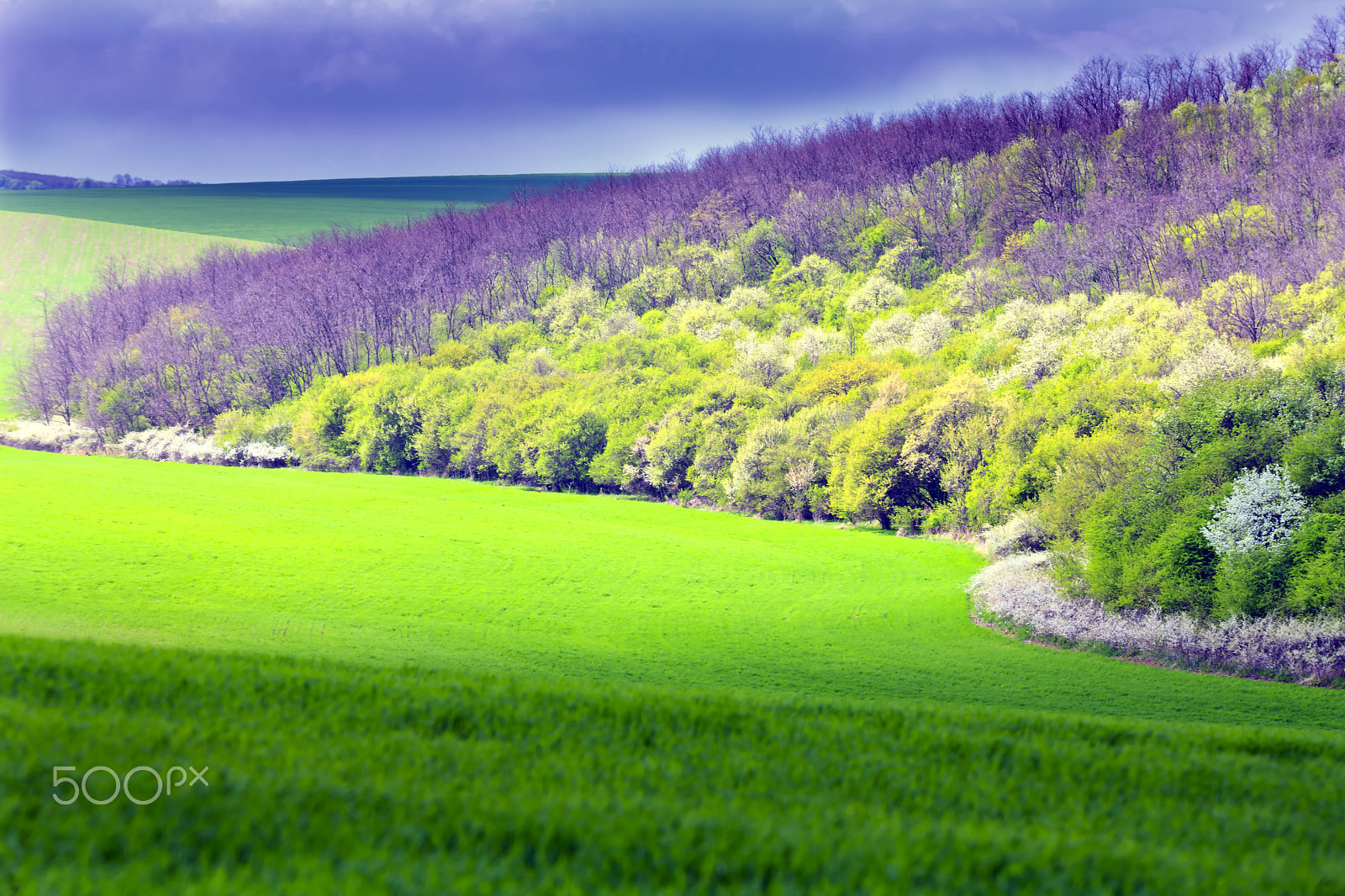 Canon EF 180mm F3.5L Macro USM sample photo. Spring curve photography