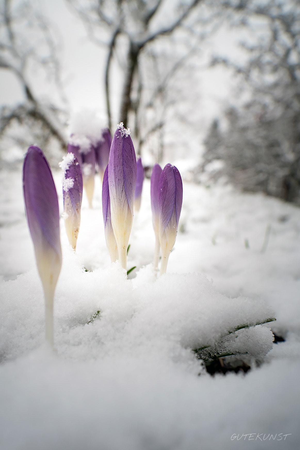Sony ILCA-77M2 + Sony DT 18-55mm F3.5-5.6 SAM sample photo. Crocus @snow photography