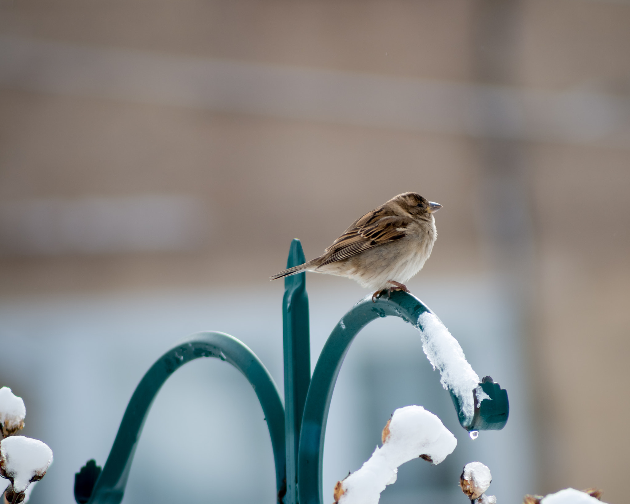 Canon EF 100-300mm F4.5-5.6 USM sample photo. Birds after snowfall photography