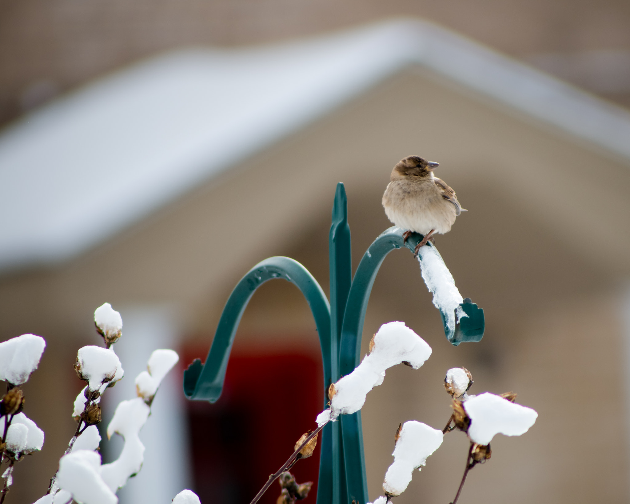 Canon EF 100-300mm F4.5-5.6 USM sample photo. Birds after snowfall photography