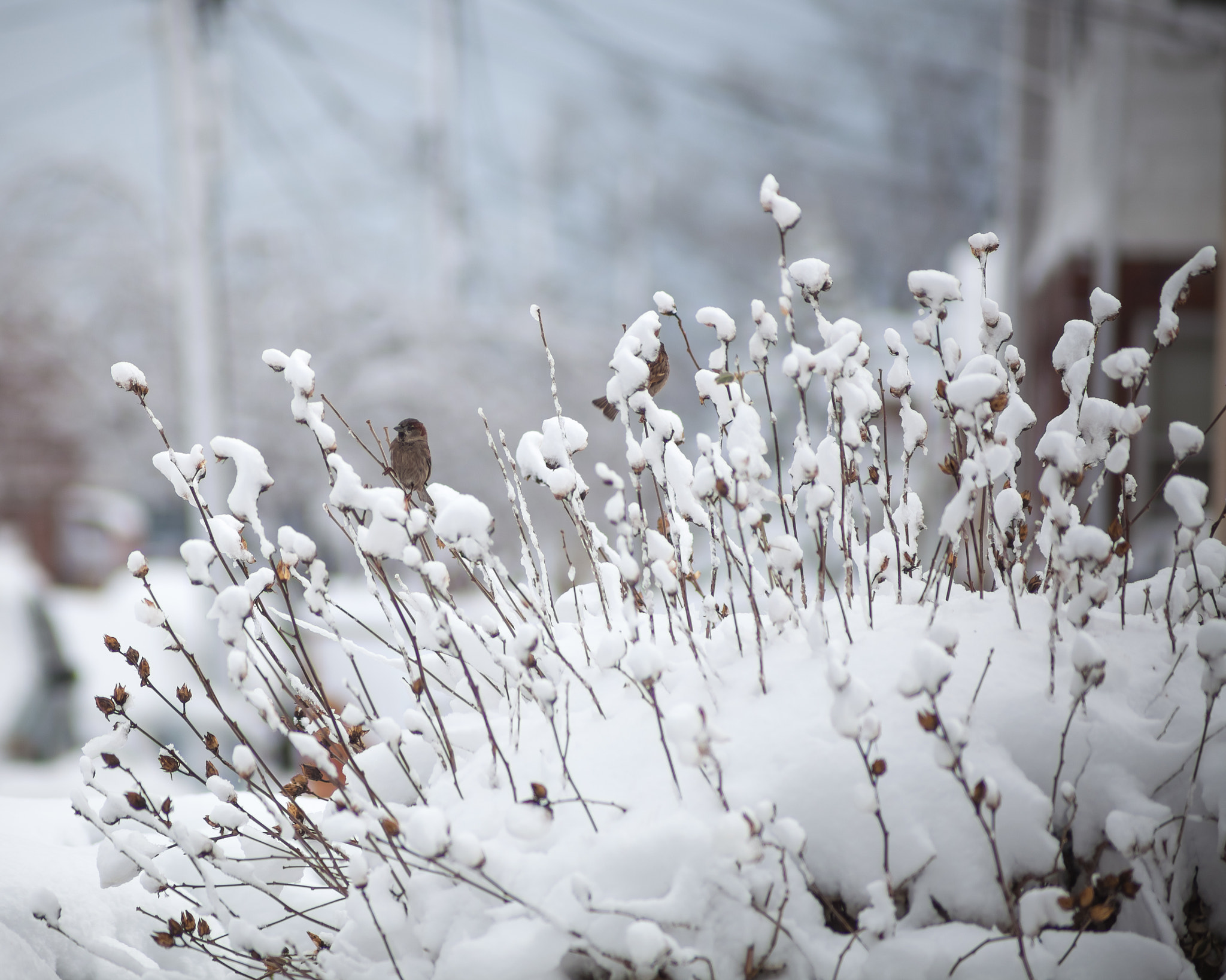 Canon EOS 5D Mark II + Canon EF 70-210mm f/3.5-4.5 USM sample photo. Birds after snowfall photography