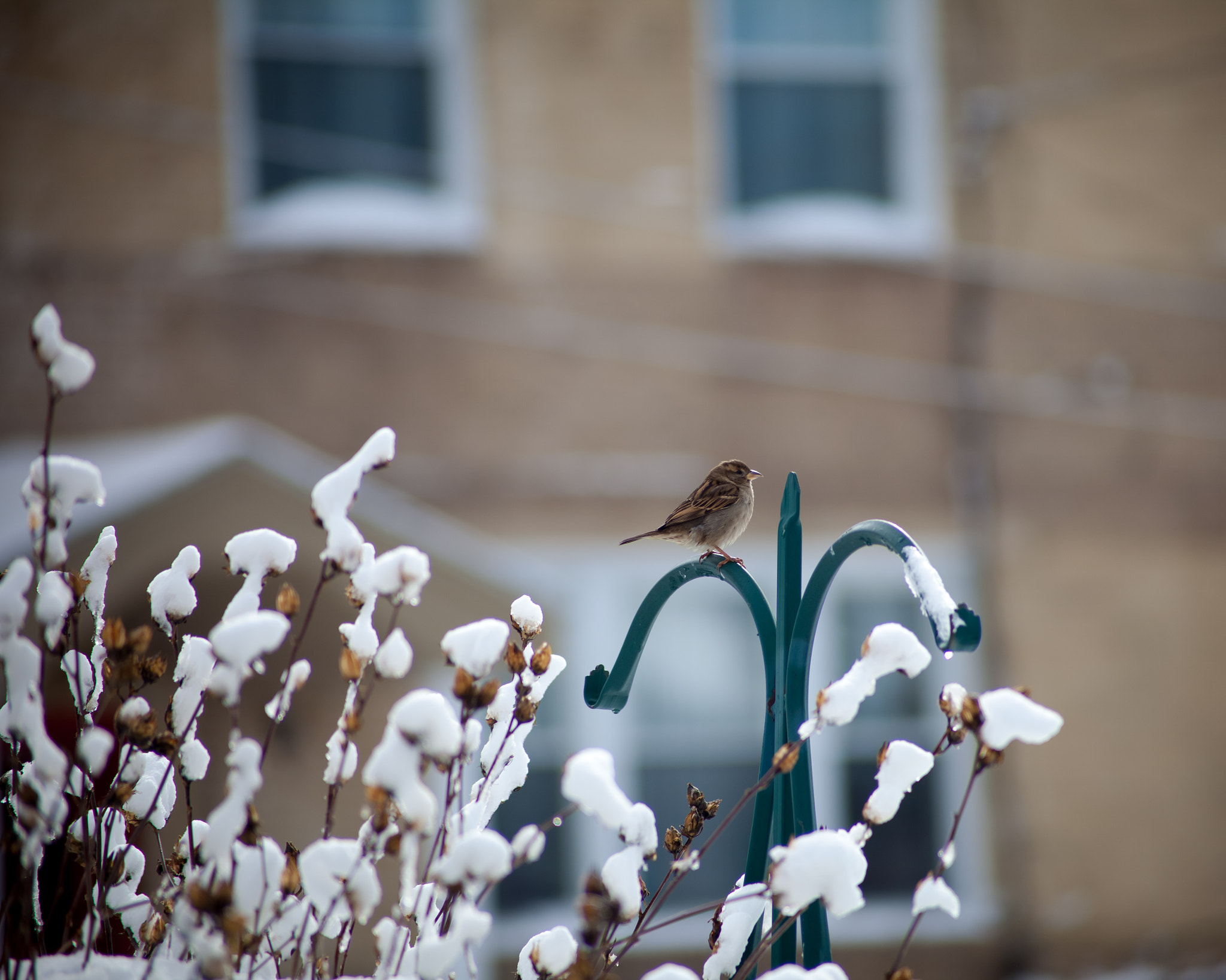 Canon EOS 5D Mark II + Canon EF 70-210mm f/3.5-4.5 USM sample photo. Bird after the snow fall photography