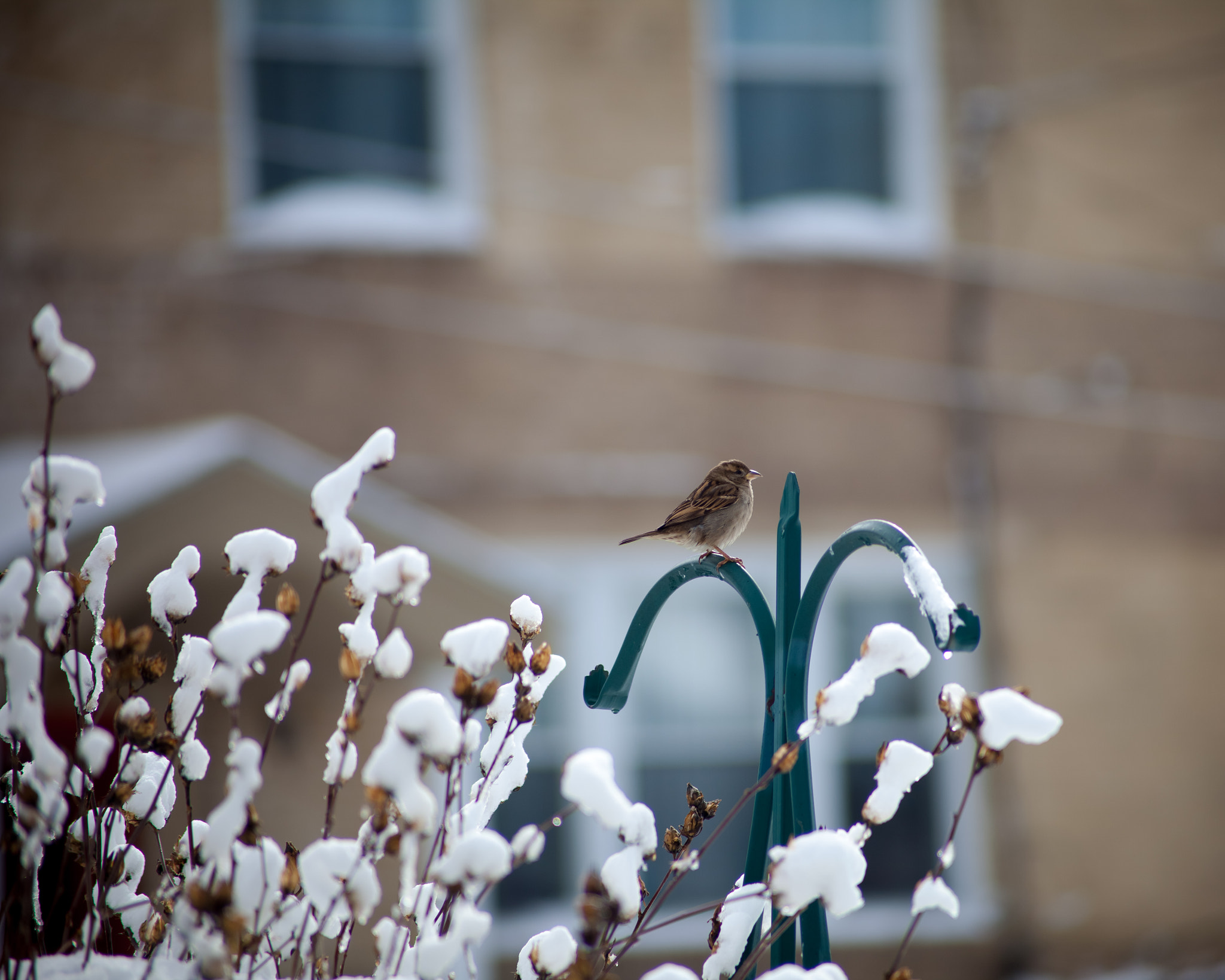 Canon EF 70-210mm f/3.5-4.5 USM sample photo. Bird after the snow fall photography