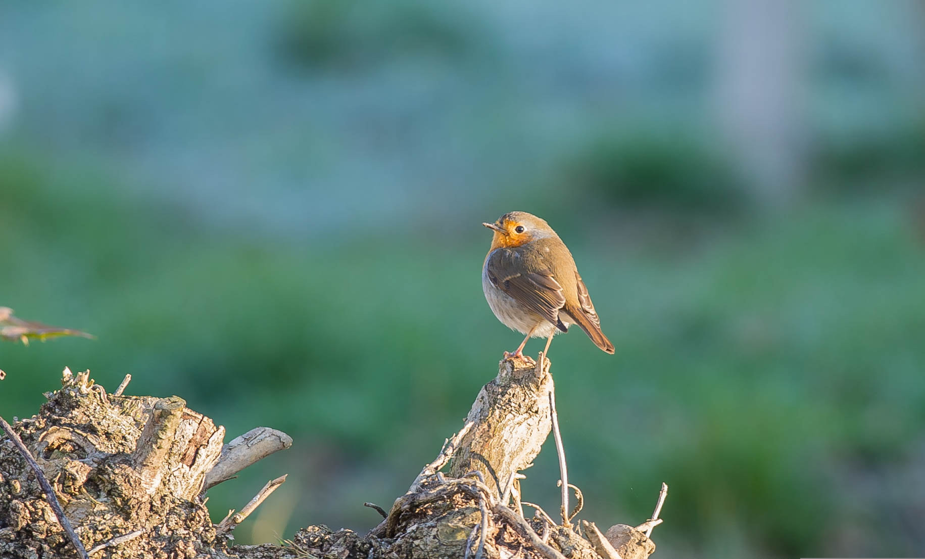 Nikon D3S + Nikon AF-S Nikkor 300mm F4D ED-IF sample photo. 24554495470.jpg photography
