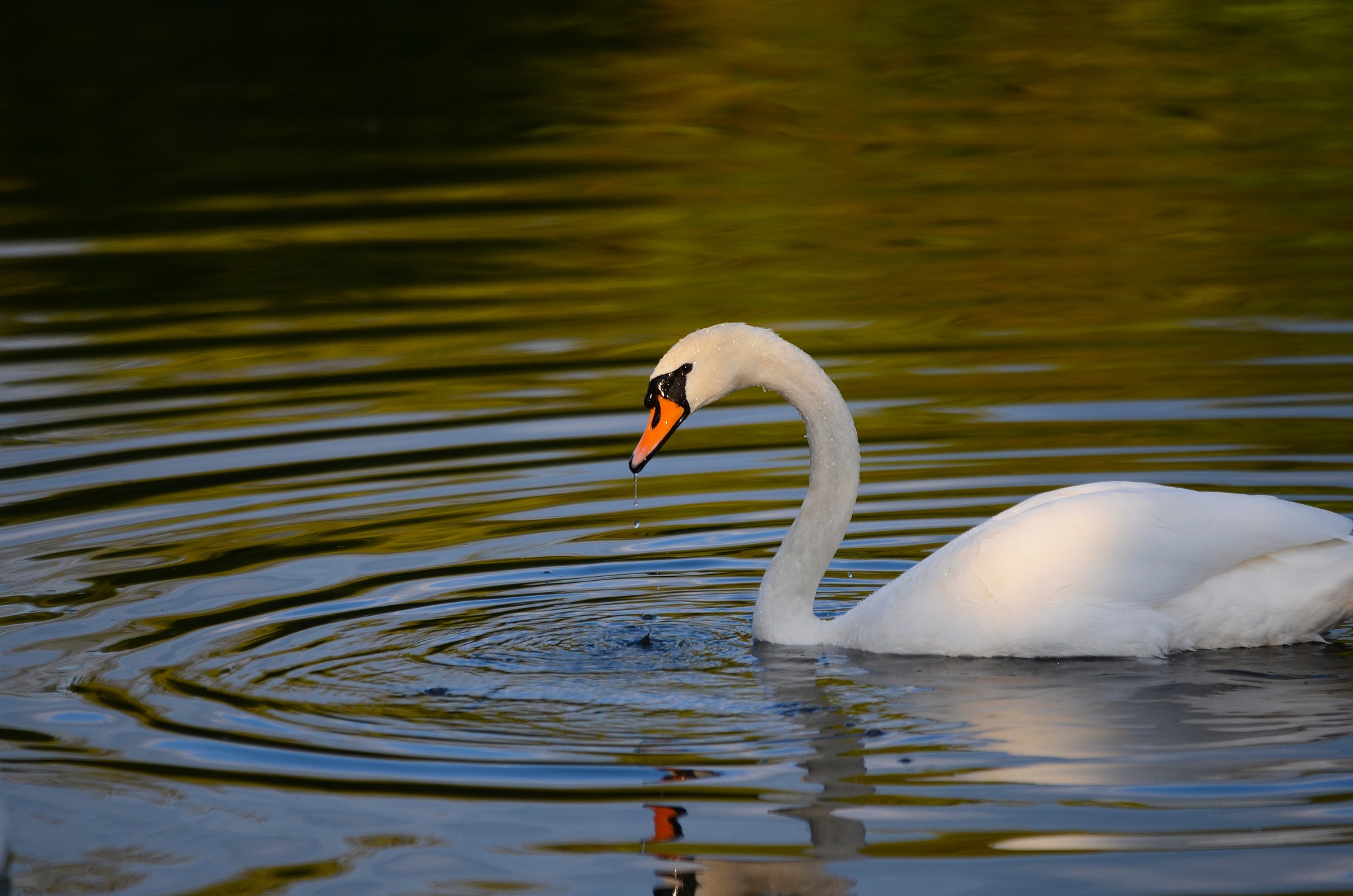 Sigma 70-200mm F2.8 EX DG OS HSM sample photo. The ever peaceful swan photography