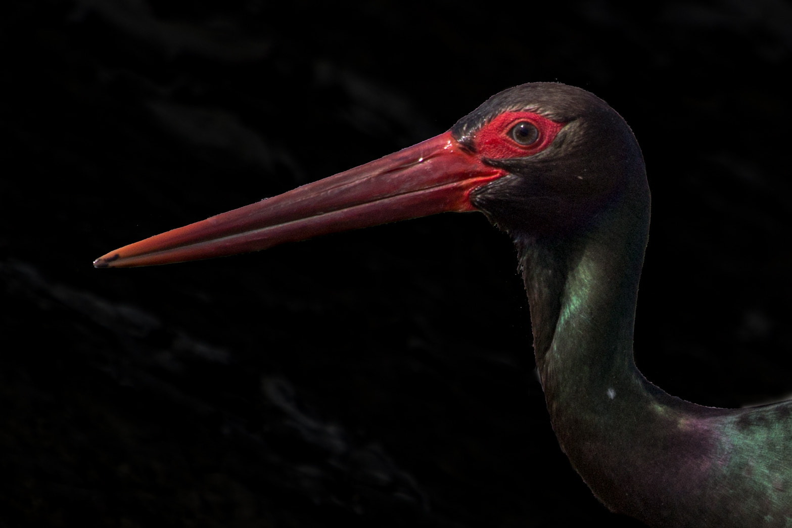 Canon EF 100-400mm F4.5-5.6L IS USM sample photo. Ciconia nigra portrait photography
