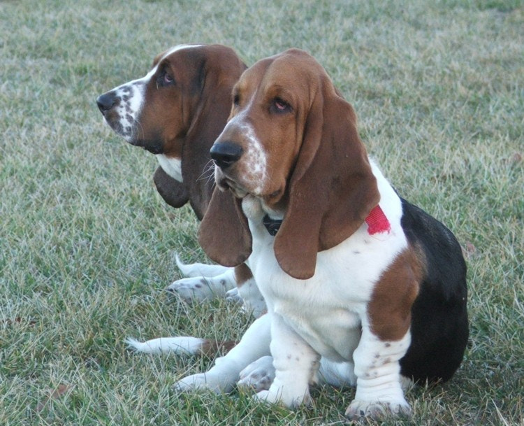 Fujifilm FinePix S5100 sample photo. Tootsie &amp; daisy v photography