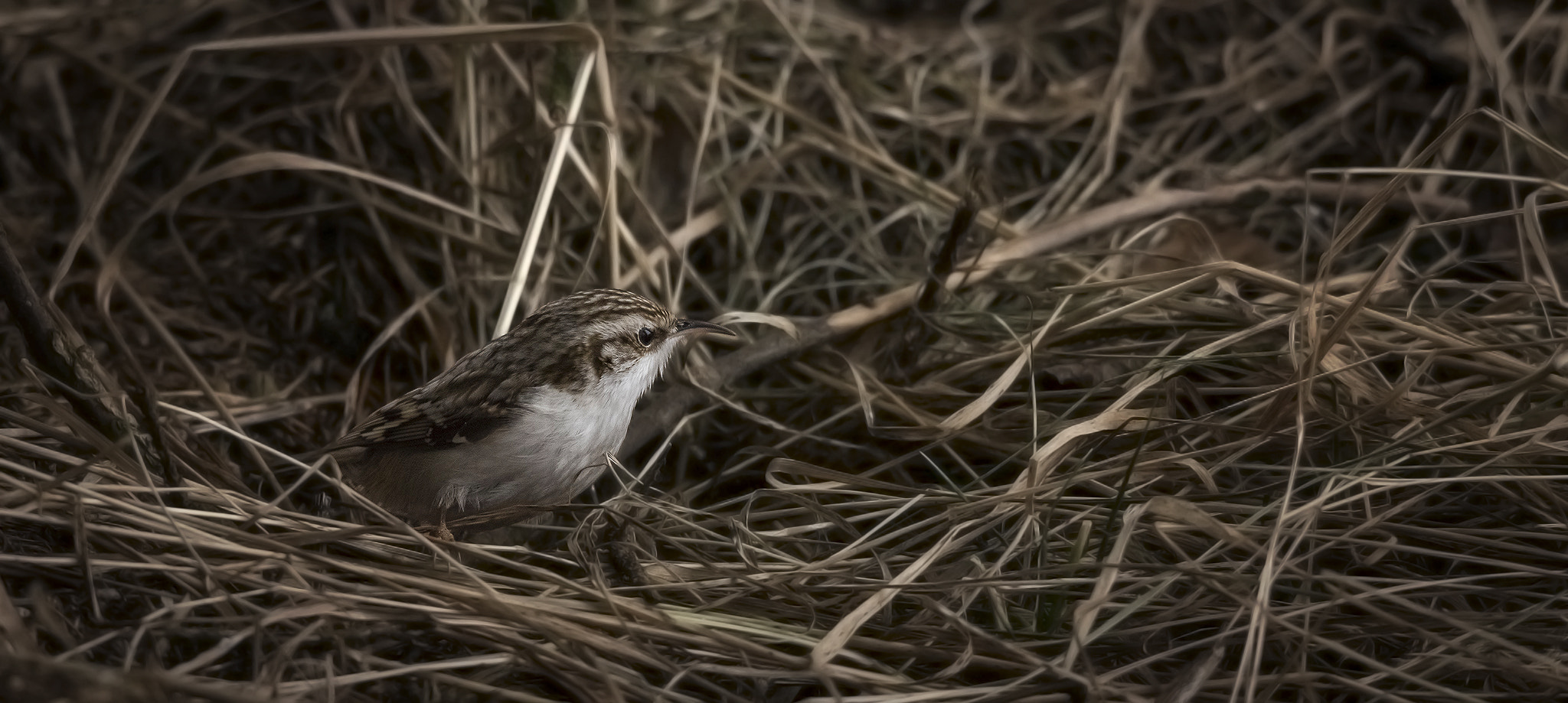 Sigma 150-500mm F5-6.3 DG OS HSM sample photo. Treecreeper/ panorama. photography