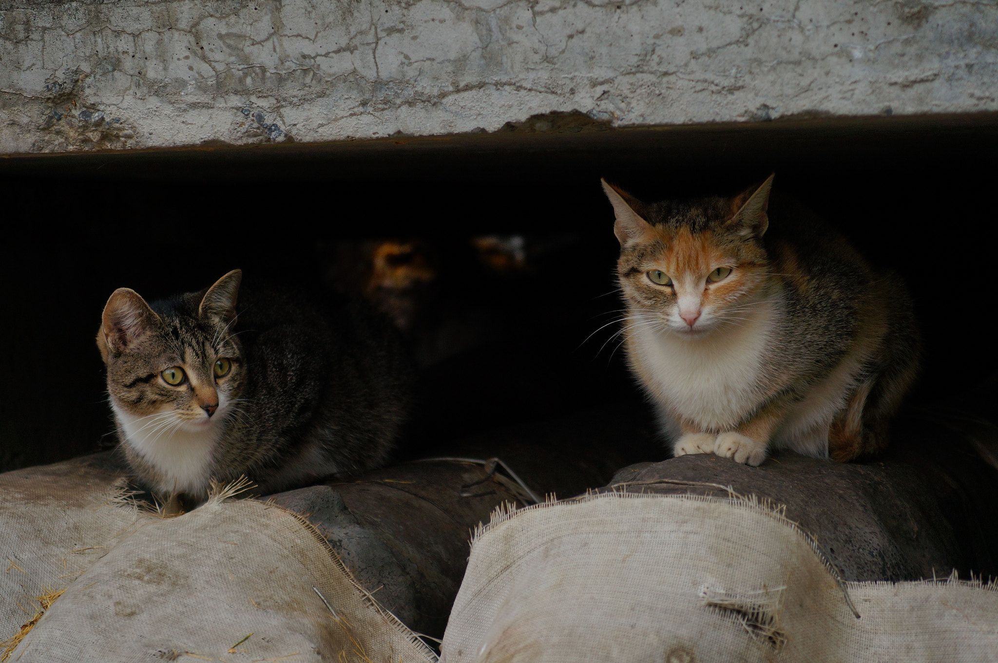 Sony SLT-A57 sample photo. греются на теплотрассе тёплые коты photography